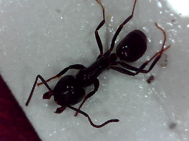 Tropische mieren bestrijden