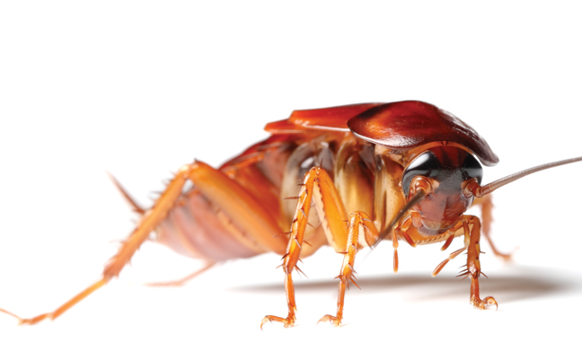 QPS is de beste kakkerlakkenbestrijder in Suriname