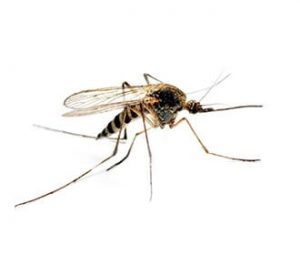muggen bestrijden suriname paramaribo
