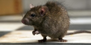 Rat verdediging 300x150
