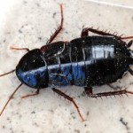 Blatella orientalis 300x200 150x150
