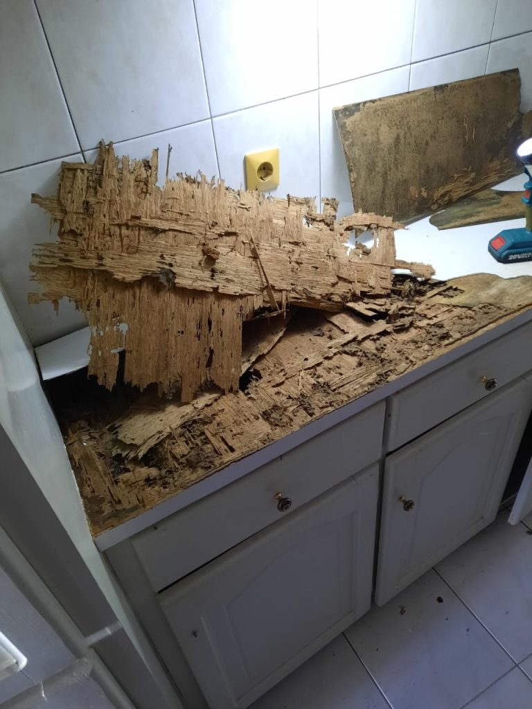 Houtluizen 7 aanwijzingen dat je houtluizen hebt! – QPS