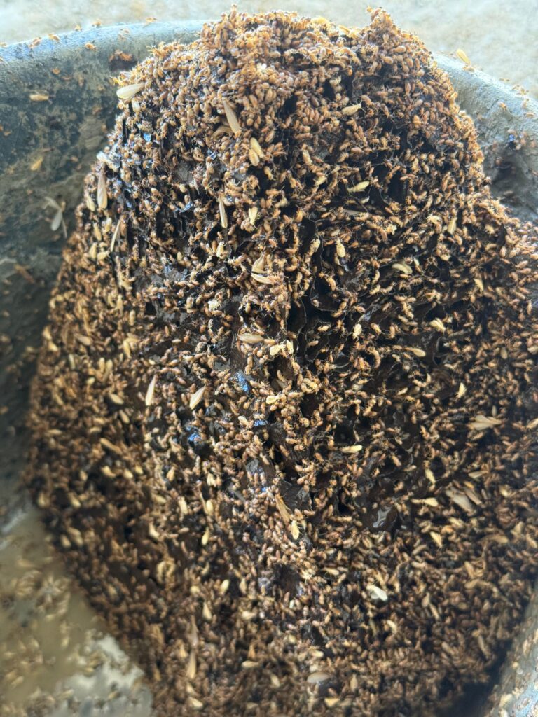 Grond Houtluizen