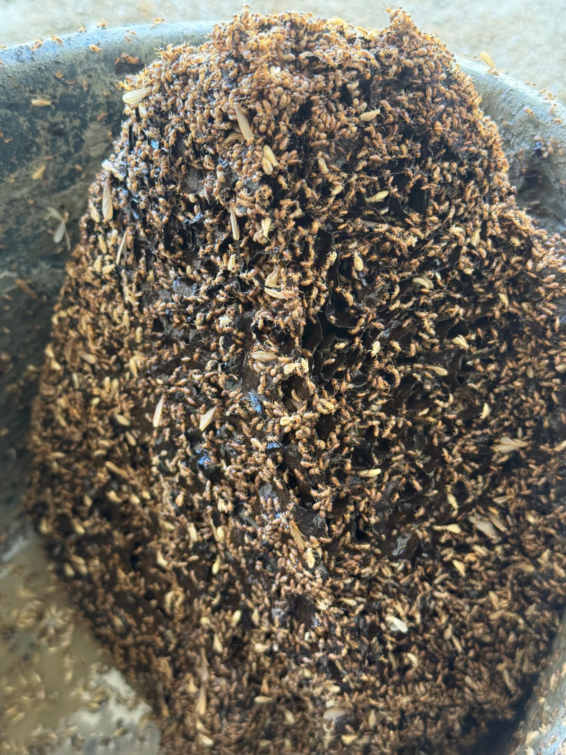 Grond Houtluizen