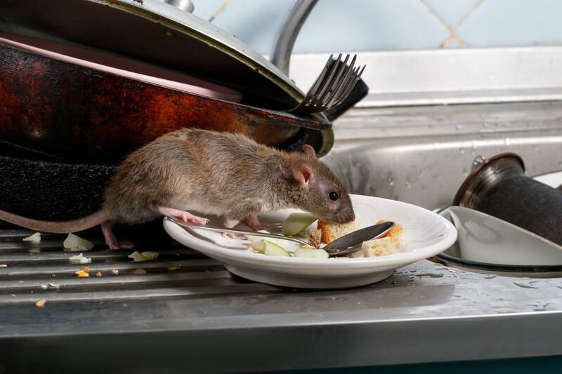 Rat in kantine