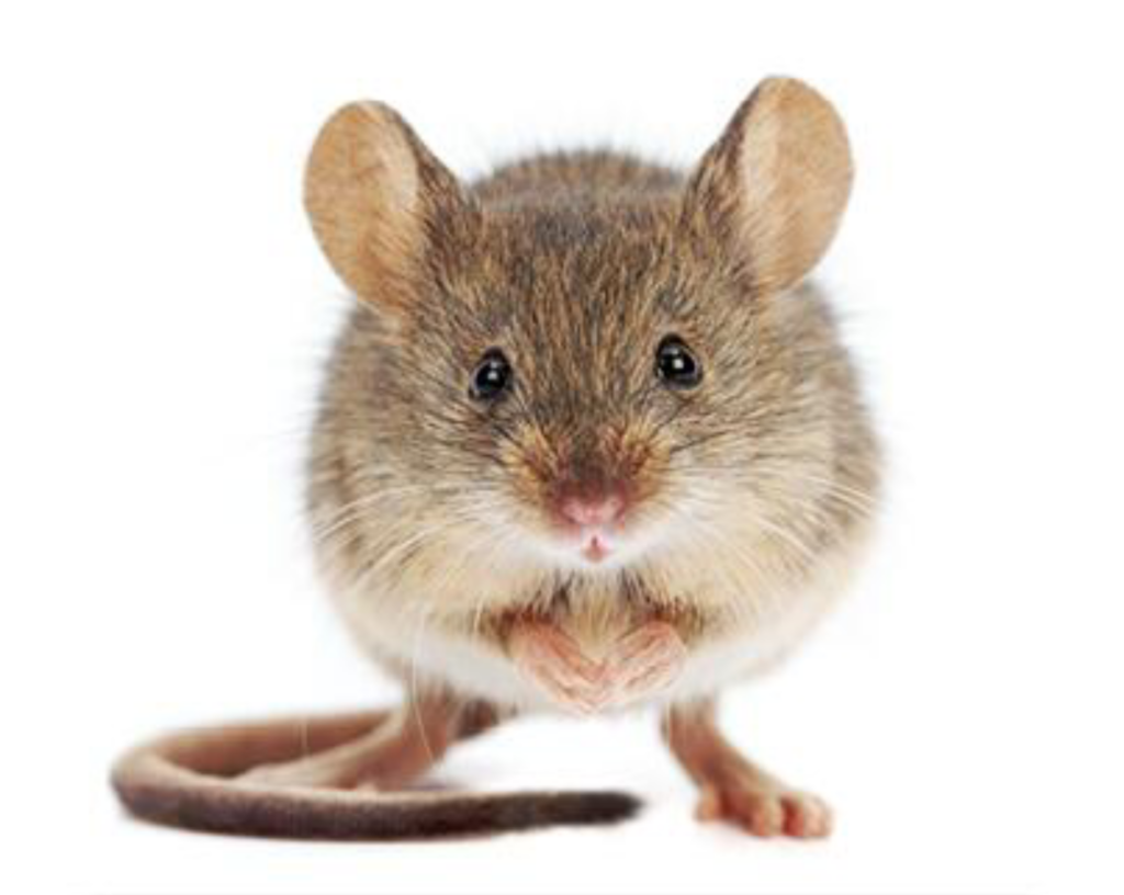 Muis